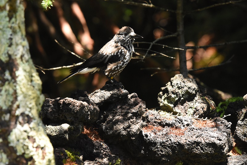 ホシガラス　成鳥　（７態-5）　奥庭　富士山四合目　2017/07/16　Photo by Hyashi