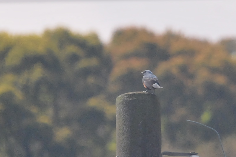 今が旬だよ　背割堤の野鳥たち　イソヒヨドリ　八幡市　2015/04/15　Photo by Takase