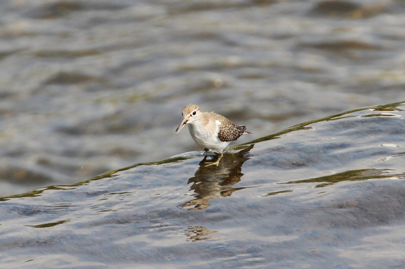 イソシギ （８態-5）　荏原城址の野鳥たち　2015/09/27　荏原城跡　松山　Photo by Manda