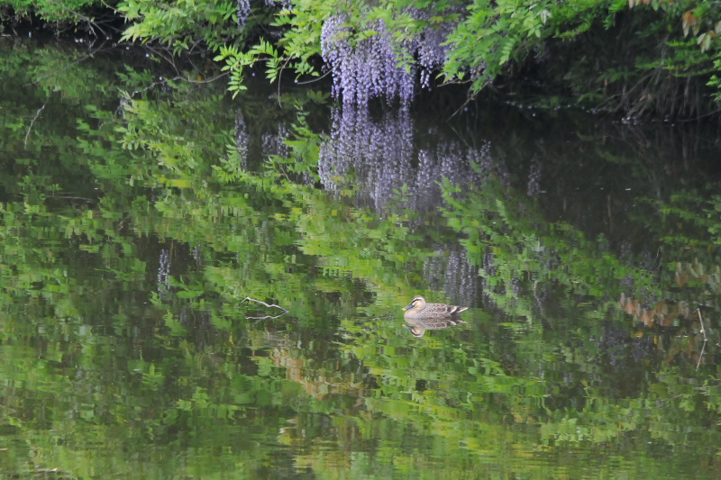今が旬だよ　さくら公園の野鳥たち　カルガモ　八幡市　2015/04/29　Photo by Takase