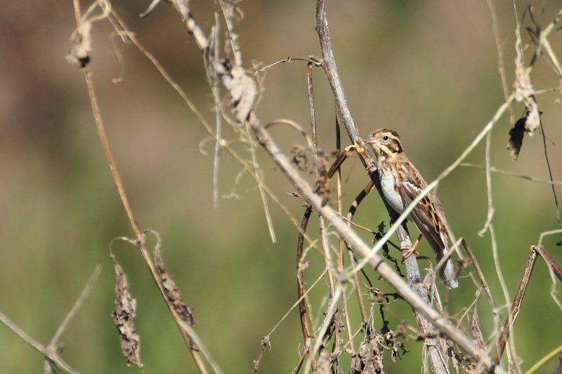 カシラダカ　（２態-2）　2015/11/04　木津川　八幡市　Photo by Manda