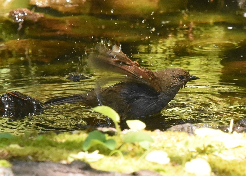 カヤクグリ （６態-5）　夏羽　奥庭　富士山四合目　2016/07/16　Photo by Hyashi