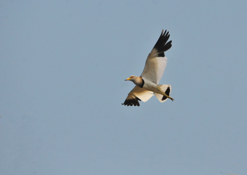 ケリ　内里　八幡市　2016/05/21　Photo by Takase