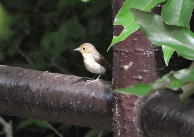 キビタキ幼鳥 （２態-1）　男山　八幡市　2016/07/07/21-07/23　Photo by Takase