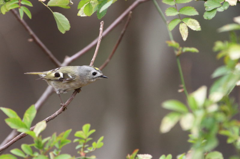 キクイタダキ （３態-2）　淀川左岸　枚方市　2016/02/13　Photo by Manda