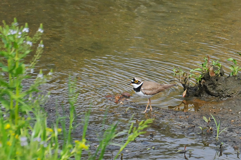 コチドリ （２態-2）　今が旬だよ　大谷川の野鳥たちⅡ　大谷川　八幡市　2015/05/07　Photo by Takase