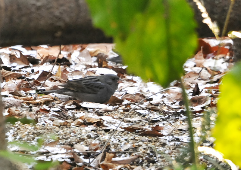 男山の鳥たち（１２態-5）　男山　八幡市　2018/01/27 - 02/28　Photo by Takase　（写真提供：　高瀬）