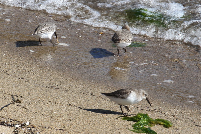 雲出川の水鳥たち（13態-5）　雲出川　三重県　2016/11/09　Photo by Manda　（写真提供：　萬田）