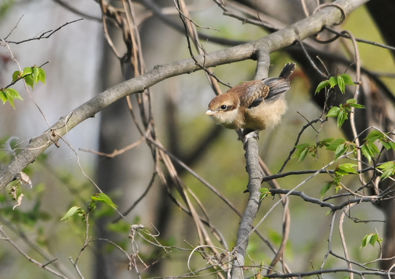 モズ親子 （11態-5）　背割堤　八幡市　2016/04/11　Photo by Takase