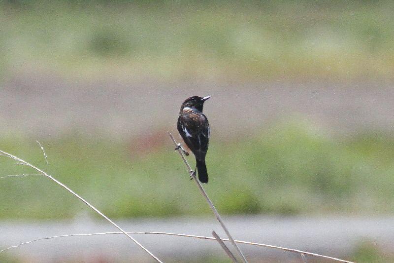 ノビタキ(10態-5) 防賀川(八幡市)&枚方左岸(枚方市) 2019/04/07-16 Photo by Manda (写真提供: 萬田) ノビタキ(10態-5) 防賀川(八幡市)&枚方左岸(枚方市) 2019/04/07-16 Photo by Manda (写真提供: 萬田)