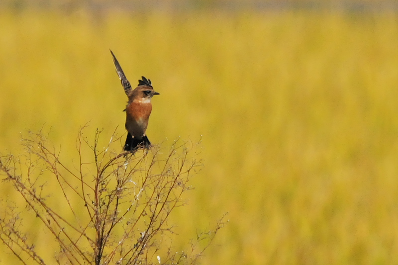 ノビタキ （２態-1）　内里　八幡市　2015/10/20　Photo by Takase