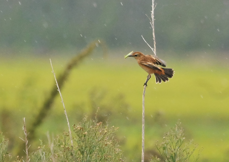 今が旬だよ　内里のノビタキたち （６態-3）　八幡市　2016/10/05　Photo by Takase