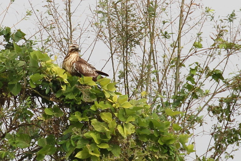 11月 出会った八幡の猛禽類（９態-5）　八幡市　2016/11/04-11/18　Photo by Manda　（写真提供：　萬田悠二）