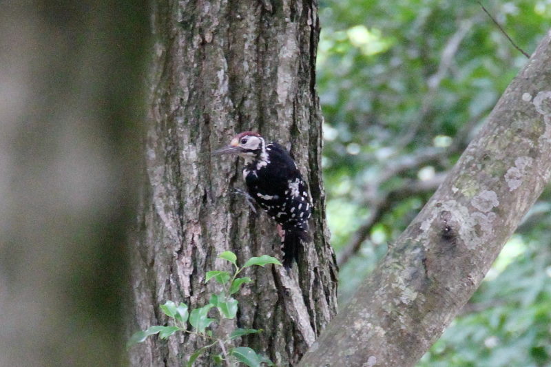 IIAJQ   iR-2j@؂̐X@ꌧ@2016/07/21@ Photo by Manda