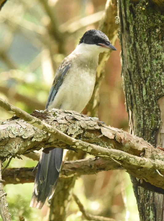 IiK iU-5j@Ζ쒹̐X@R@2016/07/15@Photo by hayashi