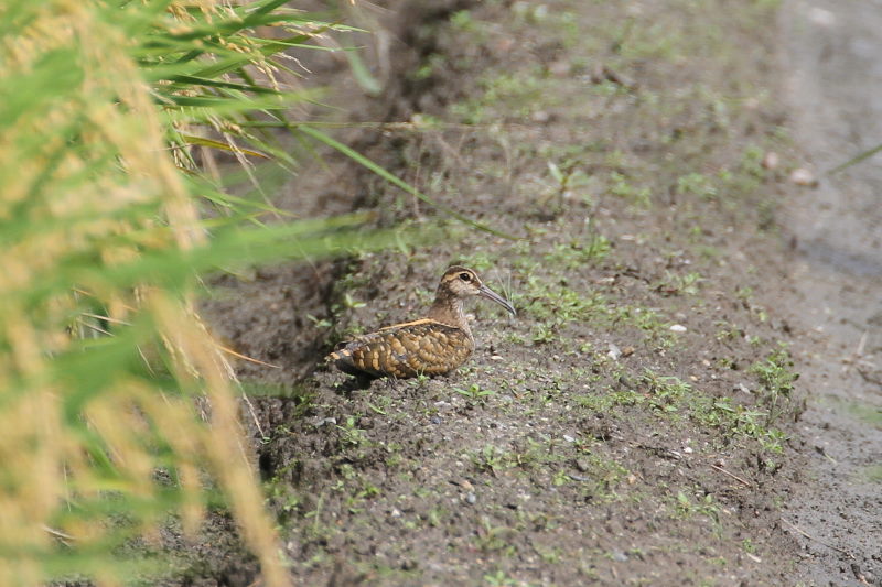 今が旬だよ　タマシギ （６態-2）　内里　八幡市　2016/10/02　Photo by Manda