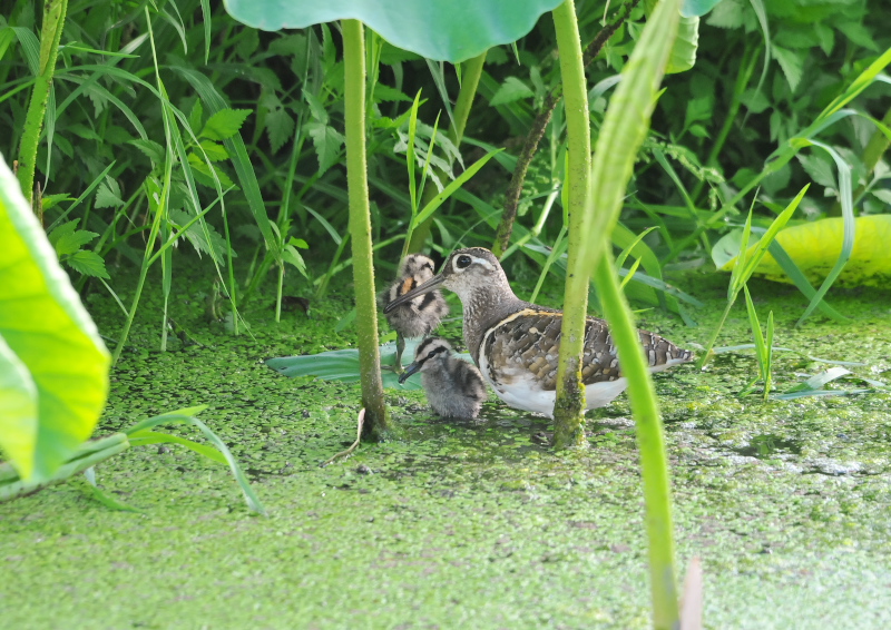 タマシギ親子　枚方市　2016/06/13　Photo by Takase