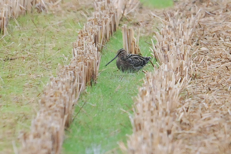 タシギ　内里　八幡市　2015/11/10　Photo by Takase