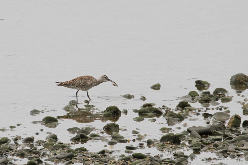 チュウシャクシギ （３態-3）　 観音寺の近く　2016/04/24　Photo by Manda