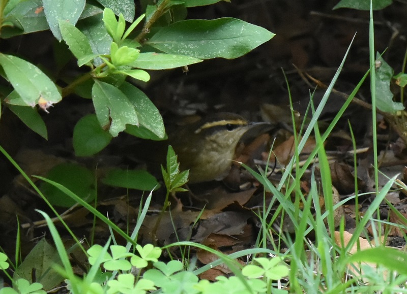 ヤブサメ （４態-1）　大阪城　大阪市　2016/09/14　Photo by Hayashi