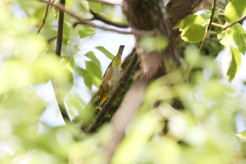 photo5　メジロ　2015/09/21　　photo by manda