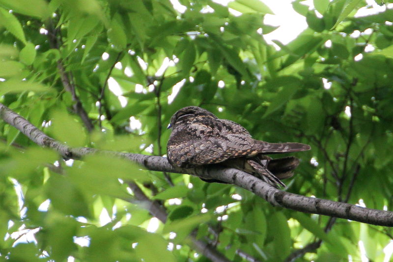 ヨタカ(3態-2) 大阪城 2016/05/01 Photo by Manda ヨタカ(3態-2) 大阪城 2016/05/01 Photo by Manda