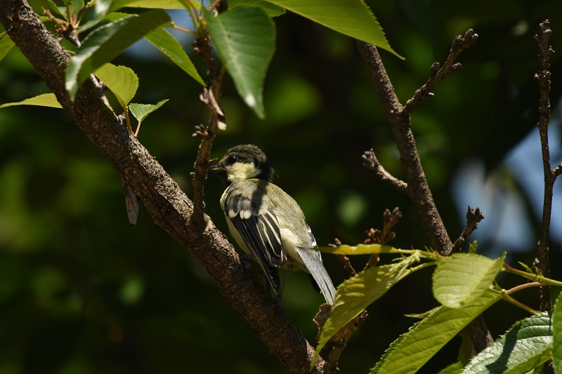 VWEJ iT-5j@c@Љف@s@2016/05/13@ Photo by Hyashi