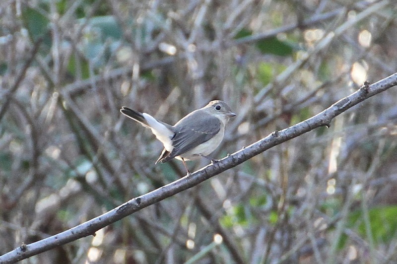 ニシオジロビタキ　大泉緑地　堺市　大阪府　2018/01/16　Photo by Manda　（写真提供：　萬田）