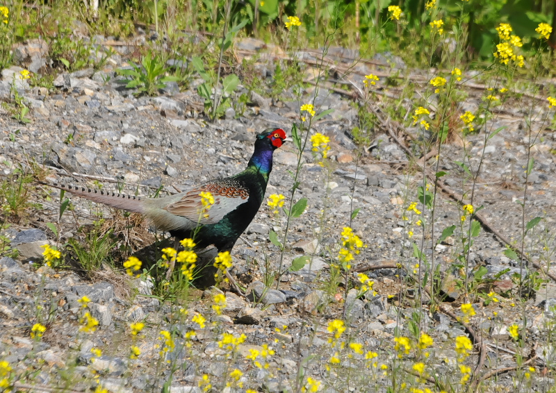 キジ　木津川左岸　八幡市　2018/04/16　Photo by Takase