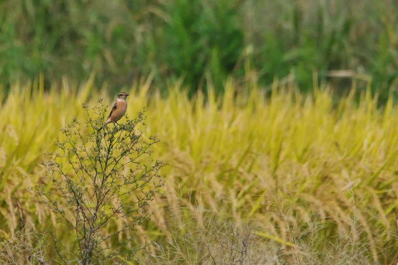 ノビタキ （１２態-6）　大谷川　八幡市　2015/10/07 - 2015/10/16　Photo by Takase