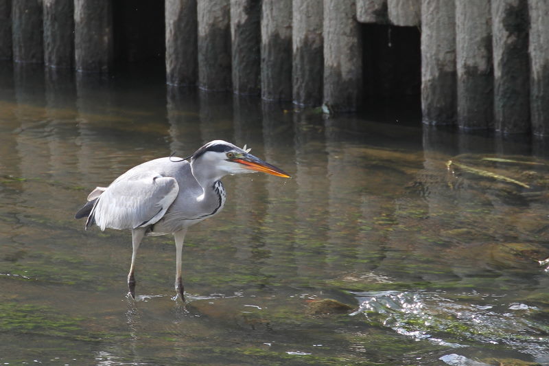 アオサギ （３態-3）　大谷川　八幡市　2015/11/21　Photo by Manda
