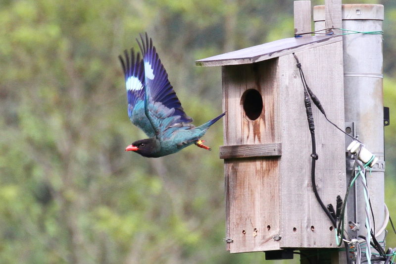 ブッポウソウ(８態-1)　岡山県　2016/07/02　Photo by Manda