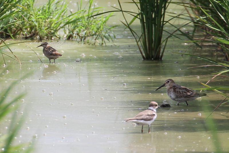 今が旬だよ ハマシギ&コチドリ (4態-2) 内里 八幡市 2016/09/06 Photo by Manda 今が旬だよ ハマシギ&コチドリ (4態-2) 内里 八幡市 2016/09/06 Photo by Manda