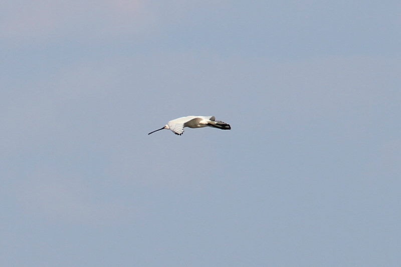 雲出川の水鳥たち（13態-6）　雲出川　三重県　2016/11/09　Photo by Manda　（写真提供：　萬田）