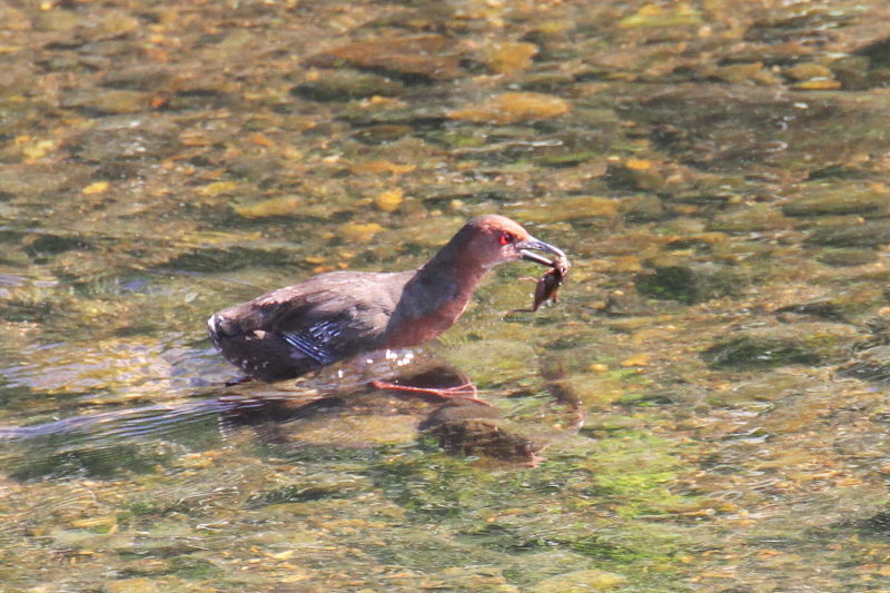 ヒクイナ （７態-6）　2015/10/16　荏原城跡　松山　Photo by Manda