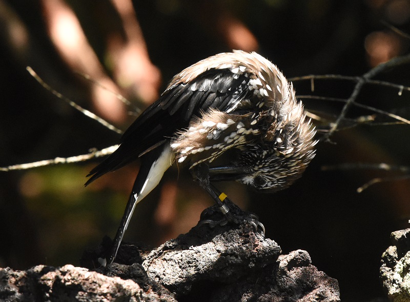 ホシガラス　成鳥　（７態-6）　奥庭　富士山四合目　2017/07/16　Photo by Hyashi