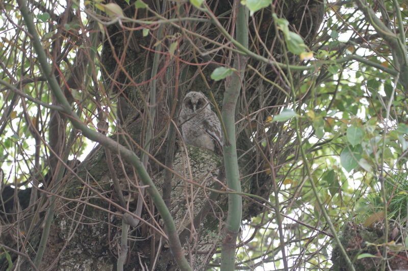 フクロウ （２態-1）　大興寺　2016/04/24　Photo by Manda