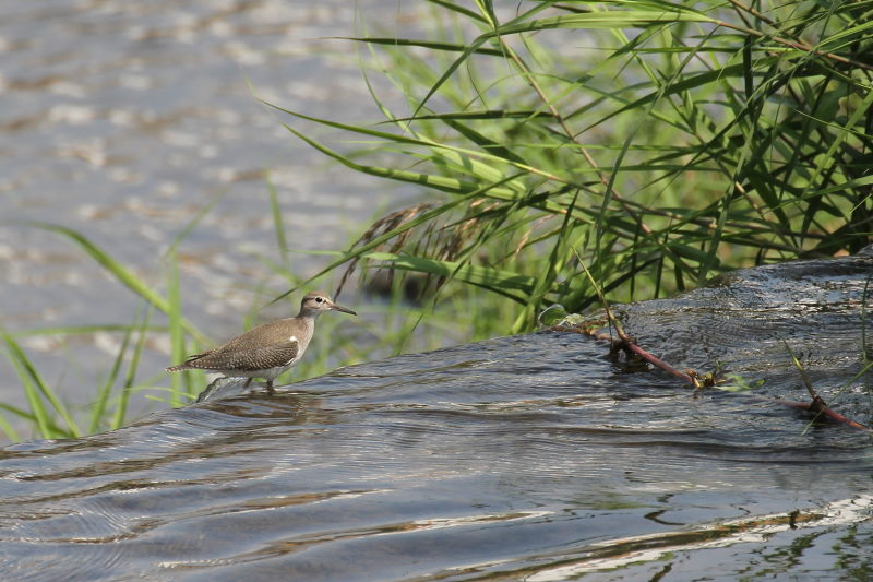 イソシギ （８態-6）　荏原城址の野鳥たち　2015/09/27　荏原城跡　松山　Photo by Manda