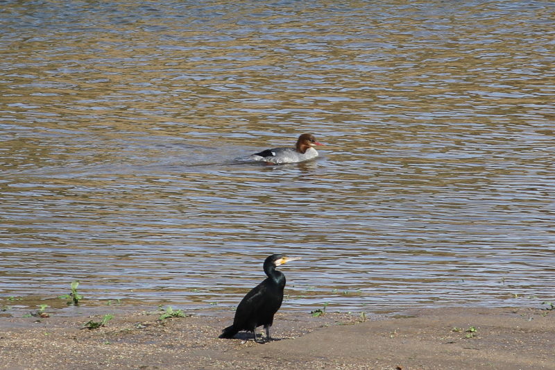 カワアイサ　木津川　八幡市　2015/11/16　Photo by Manda