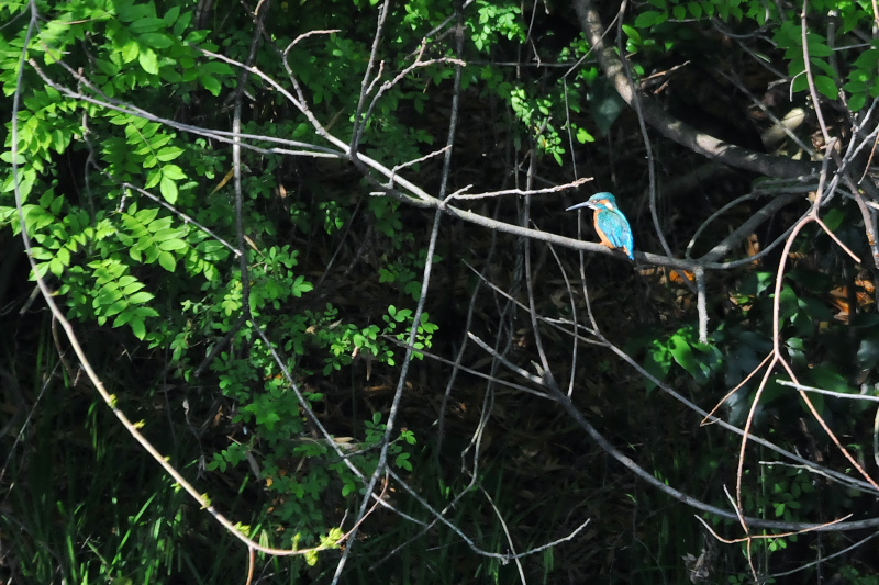 今が旬だよ　さくら公園の野鳥たち　カワセミ　八幡市　2015/04/30　Photo by Takase