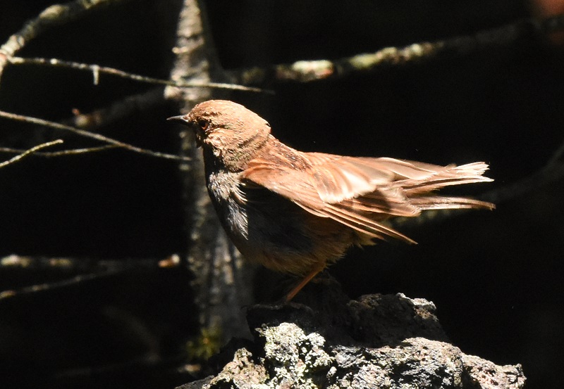 カヤクグリ （６態-6）　夏羽　奥庭　富士山四合目　2016/07/16　Photo by Hyashi
