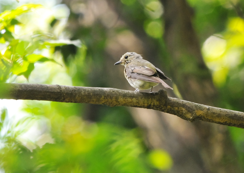 キビタキ幼鳥 （２態-2）　男山　八幡市　2016/07/07/21-07/23　Photo by Takase