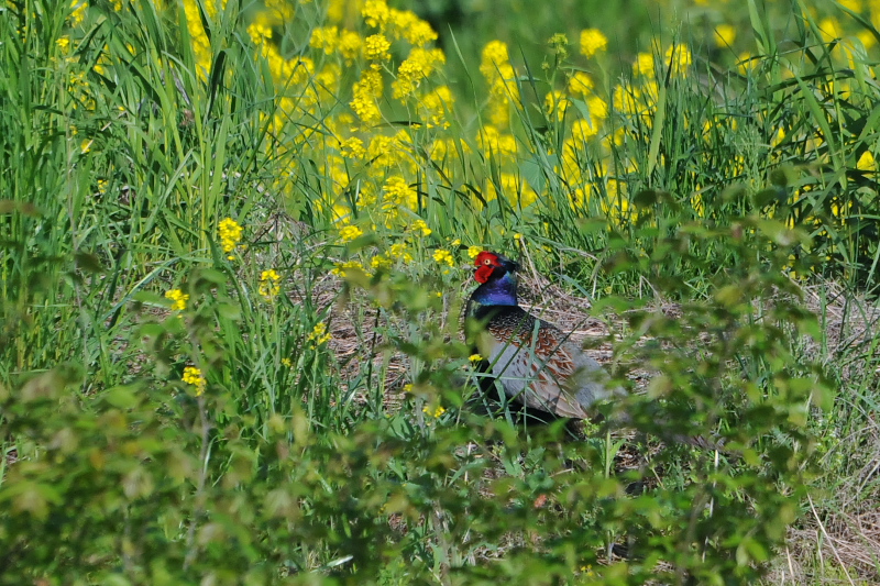 今が旬だよ　背割堤の野鳥たち　キジ　八幡市　2015/04/22　Photo by Takase