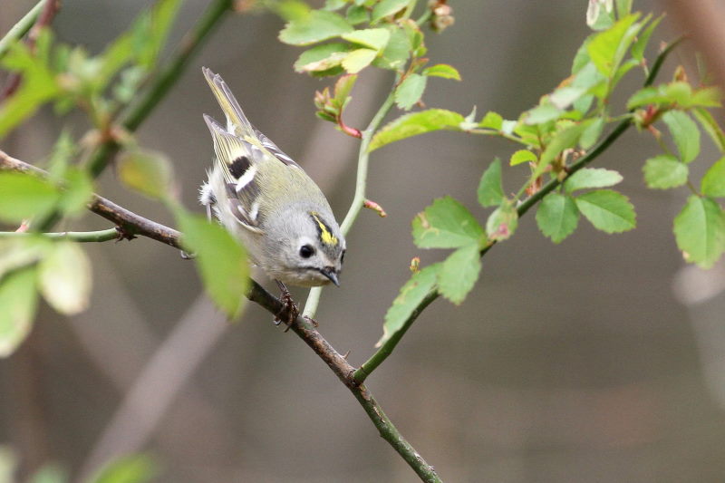 キクイタダキ （３態-3）　淀川左岸　枚方市　2016/02/13　Photo by Manda