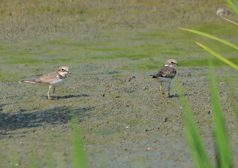 今が旬だよ　内里の野鳥たち （８態-7）　内里　八幡市　2016/09/01-09/06　Photo by Takase