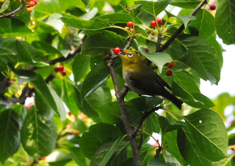 男山の野鳥たち （１０態-6）　男山　八幡市　2016/07/29 - 09/19　Photo by Takase