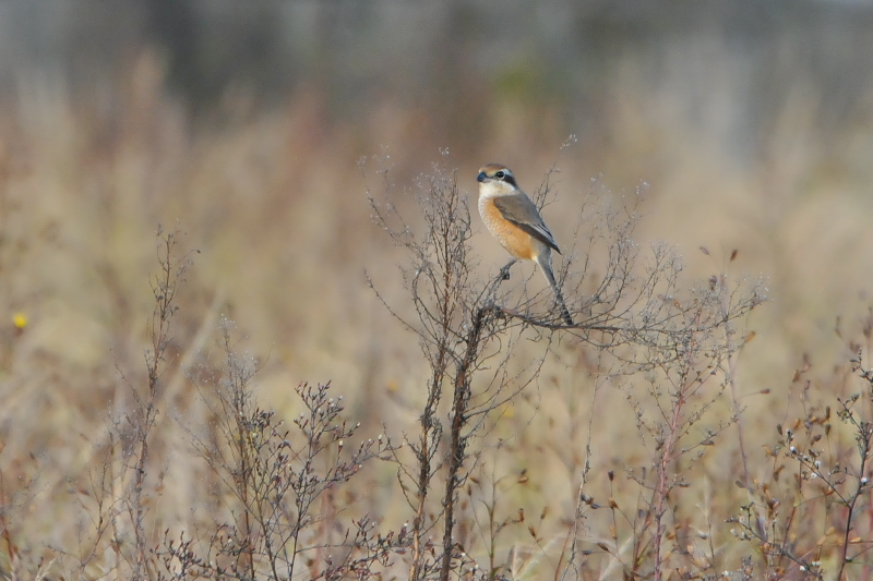 モズ　内里　八幡市　2015/11/10　Photo by Takase