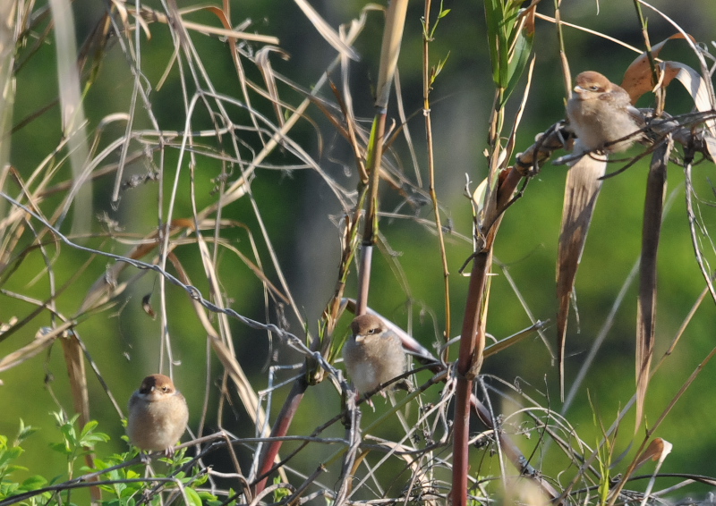 モズ親子 （11態-6）　背割堤　八幡市　2016/04/11　Photo by Takase