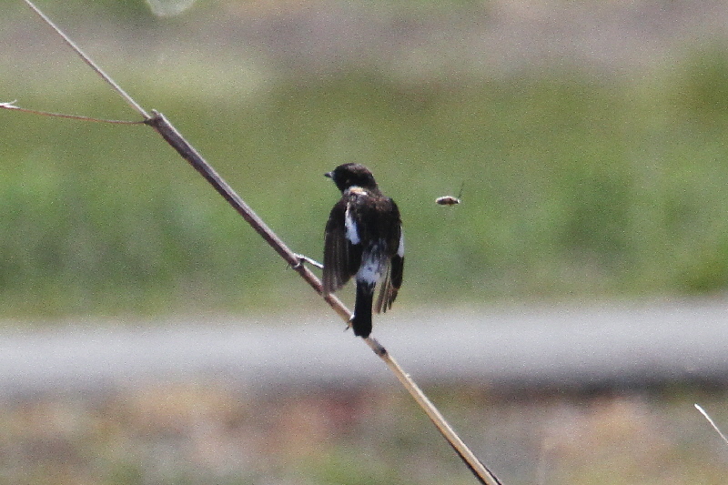 ノビタキ(10態-6) 防賀川(八幡市)&枚方左岸(枚方市) 2019/04/07-16 Photo by Manda (写真提供: 萬田) ノビタキ(10態-6) 防賀川(八幡市)&枚方左岸(枚方市) 2019/04/07-16 Photo by Manda (写真提供: 萬田)