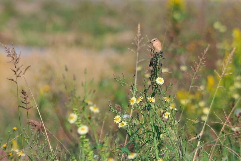 ノビタキ （２態-2）　内里　八幡市　2015/10/20　Photo by Takase